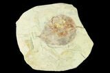 Miocene Fossil Leaf (Populus) - Augsburg, Germany #139449-1